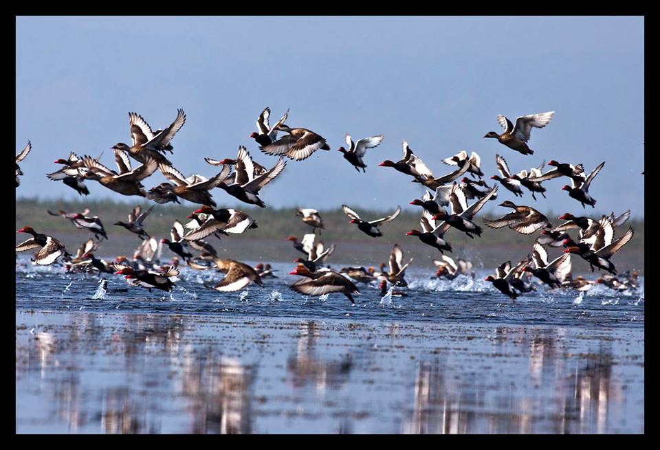 migratory birds1